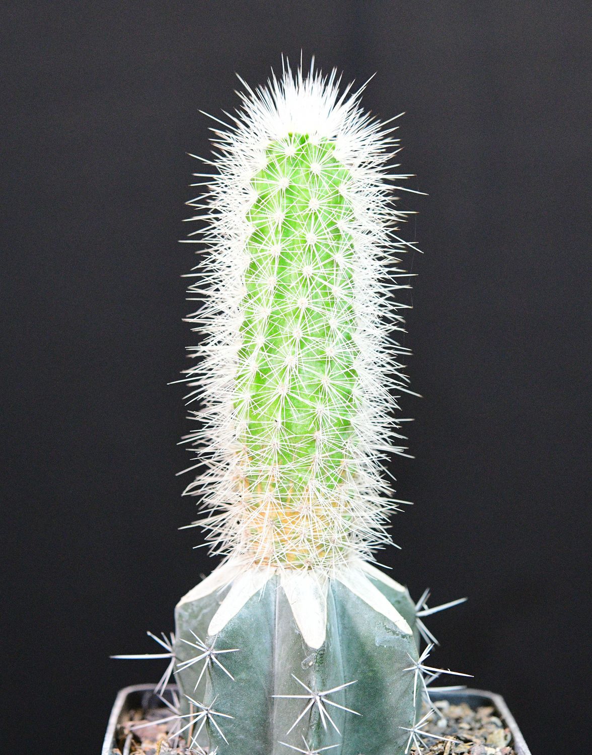 Echinocereus nivosus with ruler for size reference