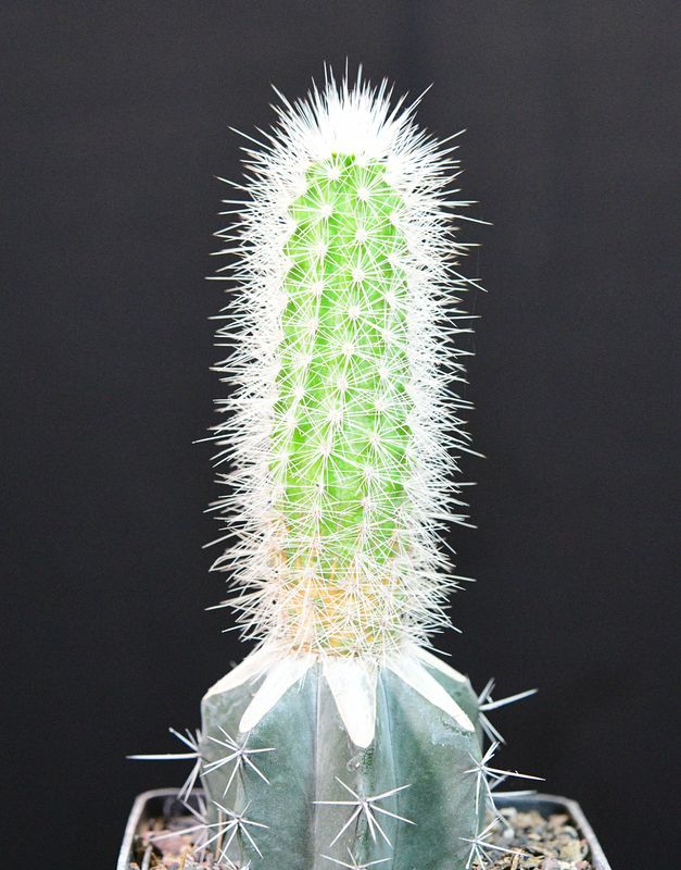 Echinocereus nivosus Echinocereus nivosus with ruler for size reference