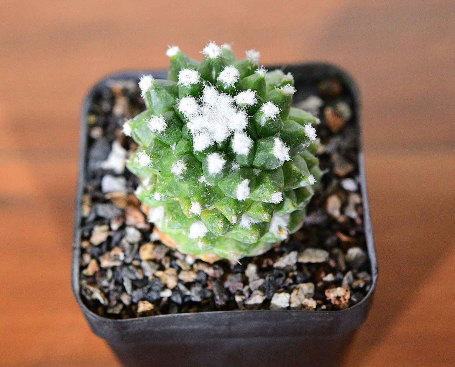 Mammillaria bucareliensis 'erusamu' Mammillaria bucareliensis 'erusamu' top-down view