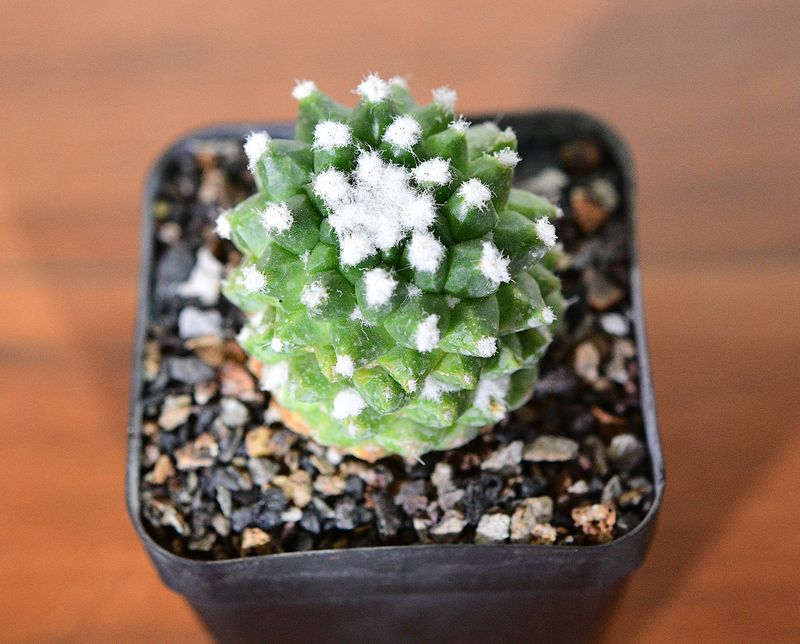 Mammillaria bucareliensis 'erusamu' Mammillaria bucareliensis 'erusamu' top-down view