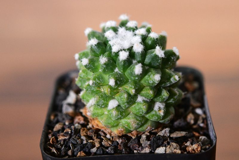 Mammillaria bucareliensis 'erusamu' angled view
