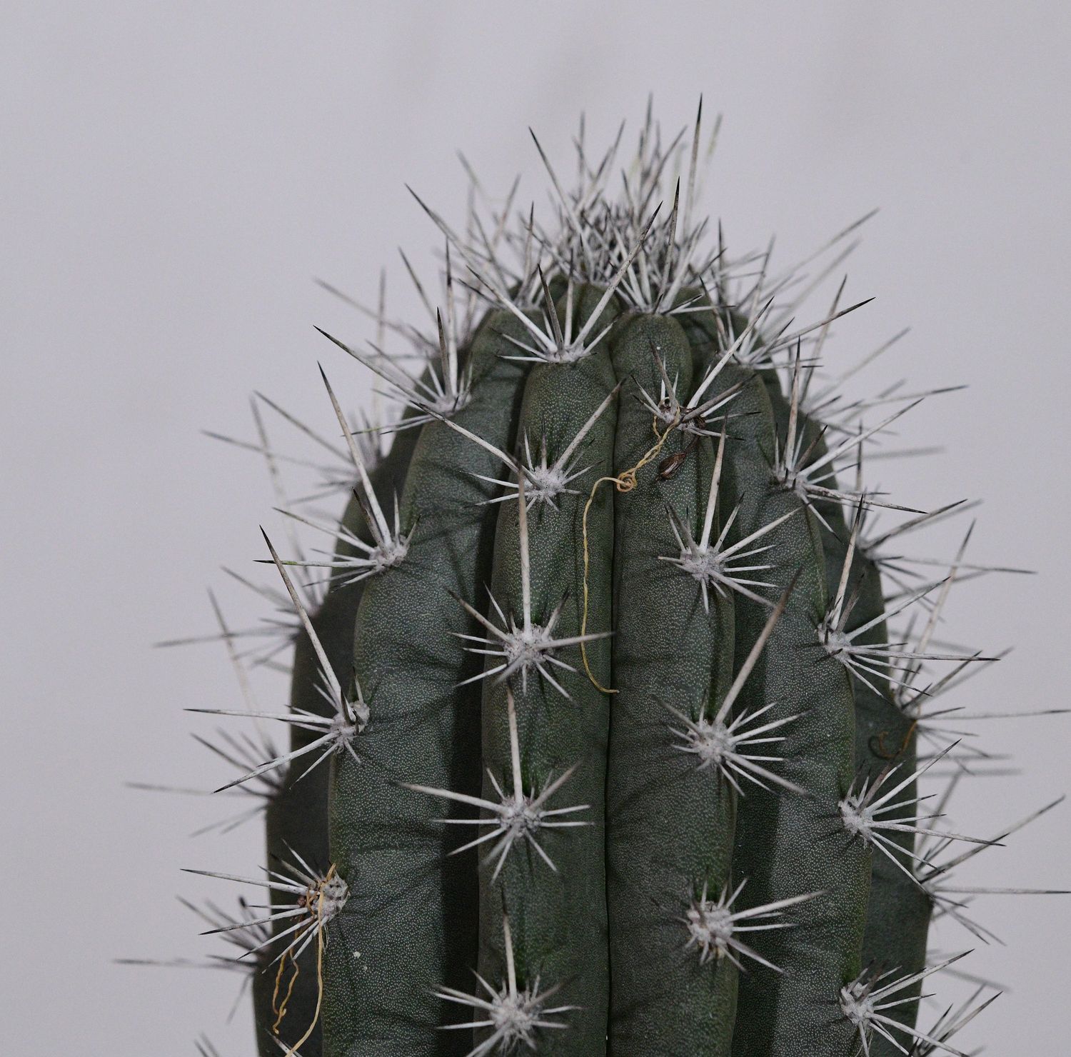 Pachycereus weberi close-up of crown spines