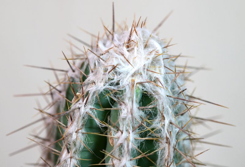 Pilosocereus leucocephalus