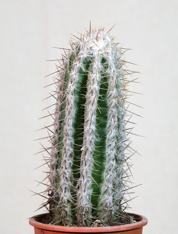 Pilosocereus leucocephalus