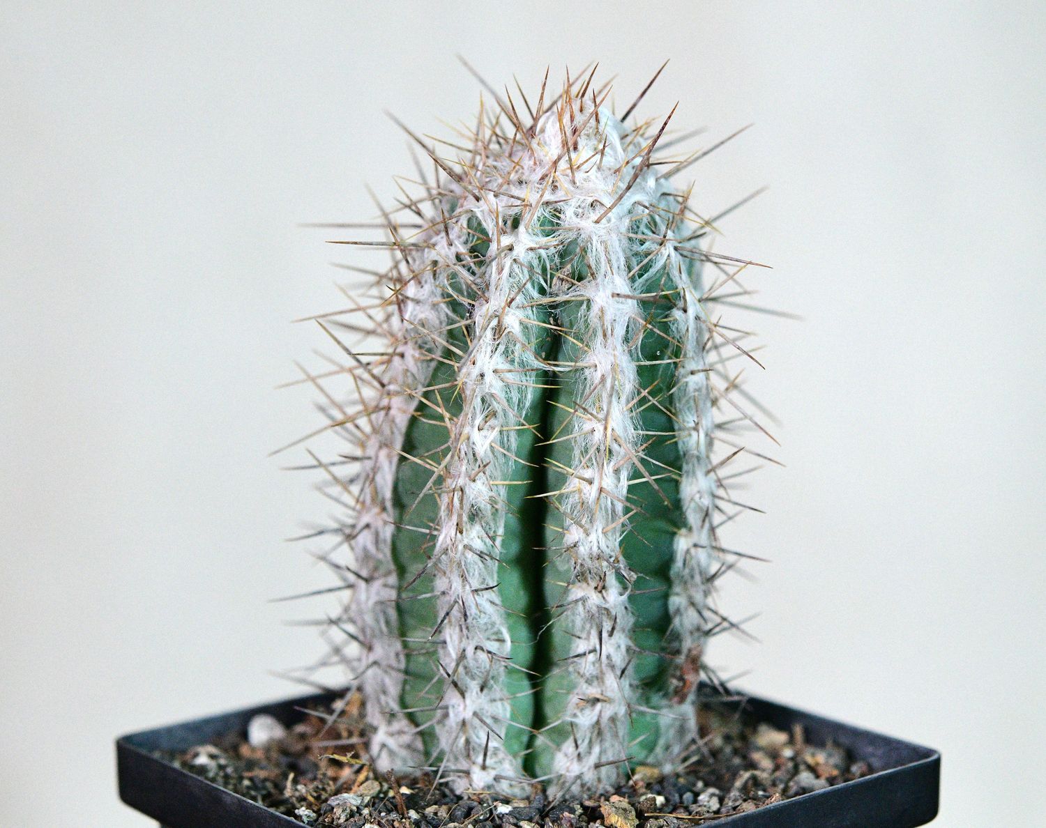 Pilosocereus leucocephalus Pilosocereus leucocephalus in pot