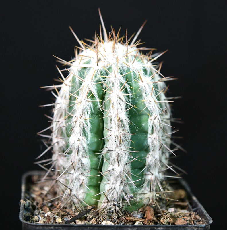 Pilosocereus leucocephalus full plant view