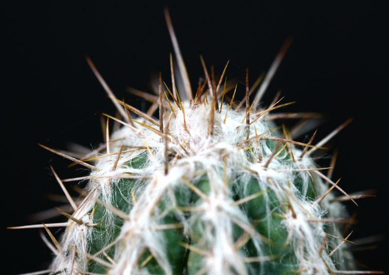 Pilosocereus leucocephalus close-up of crown
