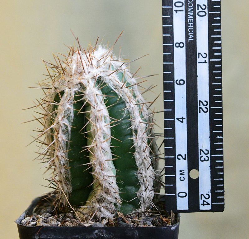 Pilosocereus leucocephalus with ruler for size reference
