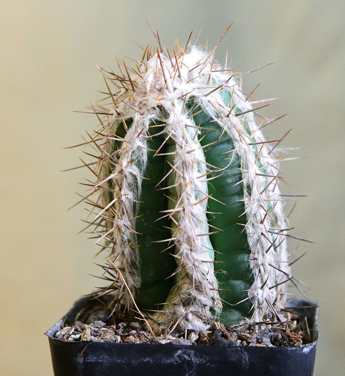 Pilosocereus leucocephalus Pilosocereus leucocephalus full plant view