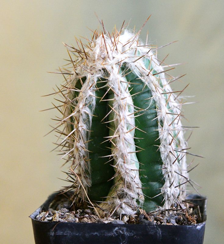 Pilosocereus leucocephalus Pilosocereus leucocephalus full plant view