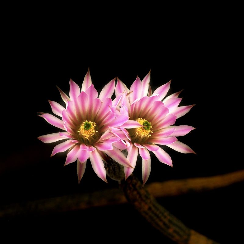 Wilcoxia kroenleinii in bloom with pink flowers