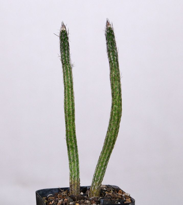 Wilcoxia kroenleinii whole plant