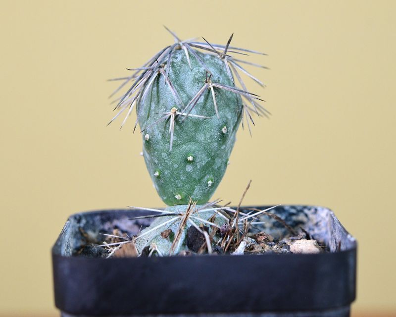 Tephrocactus alexanderi f. minimus -silver brown dense front view