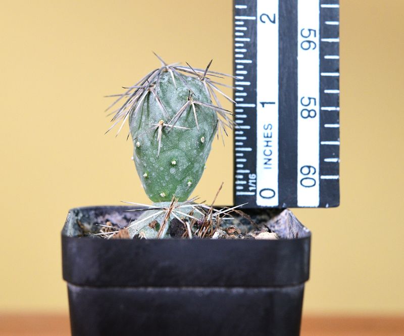 Tephrocactus alexanderi f. minimus -silver brown dense with ruler for size reference