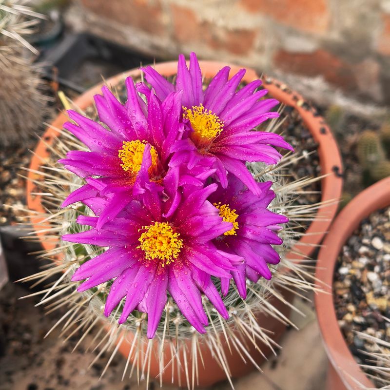 Thelocactus conothelos Thelocactus conothelos in bloom with pink flower