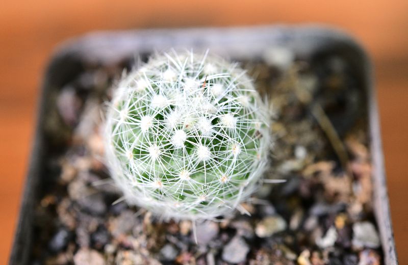 Thelocactus conothelos front view