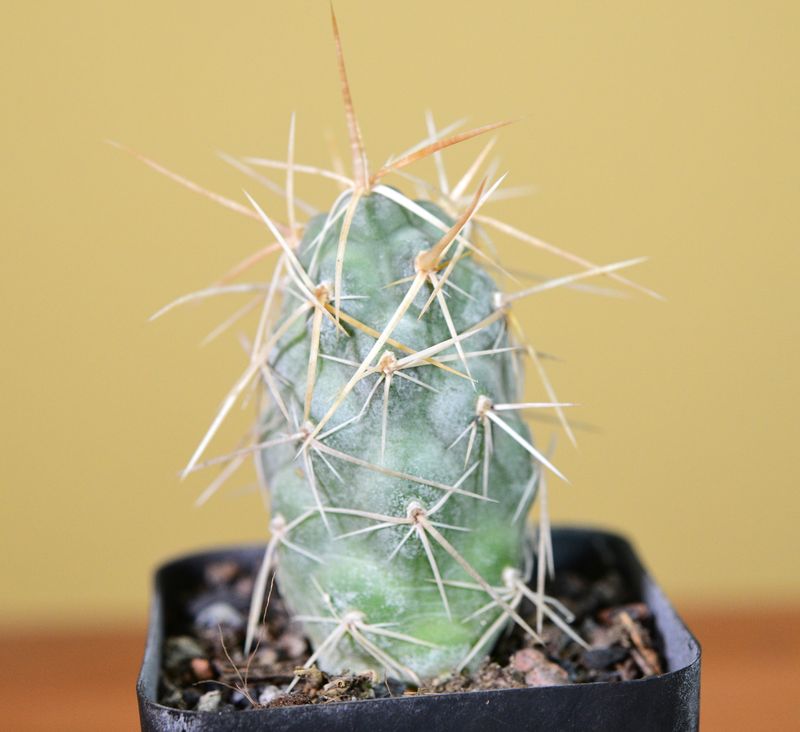 Tephrocactus papyracanthus ssp. widespinus. Wide spines KLA35A Villa Mervil ll . p . La. Rioja front view
