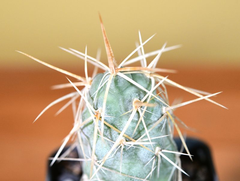 Tephrocactus papyracanthus ssp. widespinus. Wide spines KLA35A Villa Mervil ll . p . La. Rioja front view, different angle