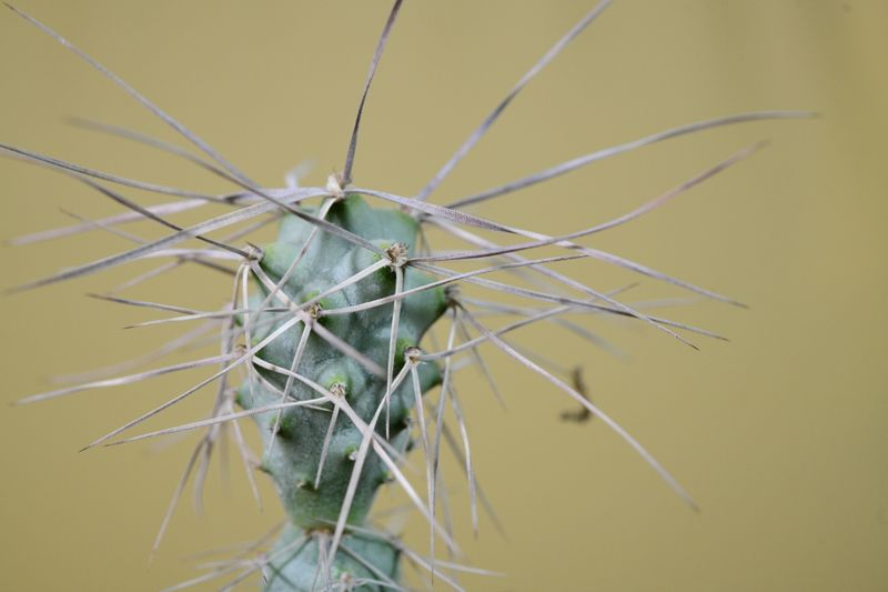 Tephrocactus papyracanthus -Long flat thin spined cv front view, different angle