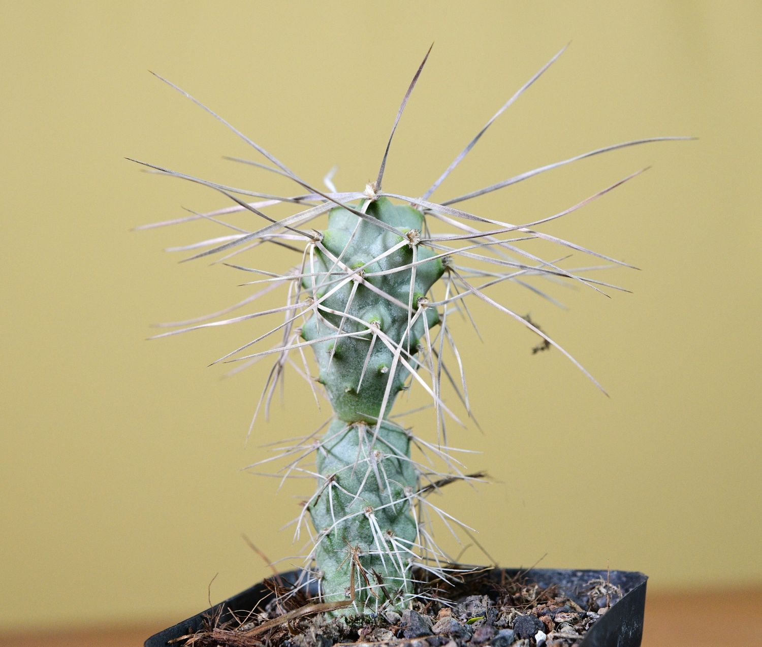 Tephrocactus papyracanthus -Long flat thin spined cv in nursery pot