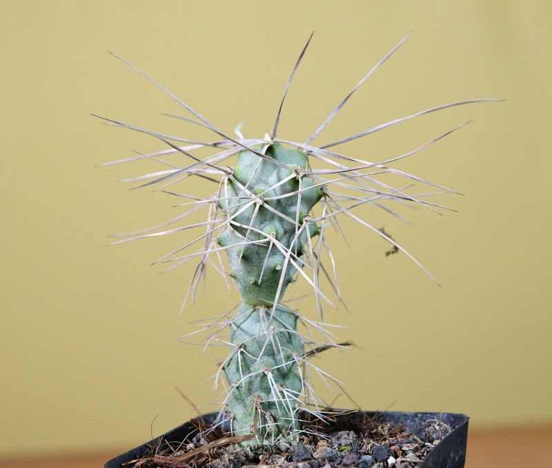 Tephrocactus papyracanthus -Long flat thin spined cv front view