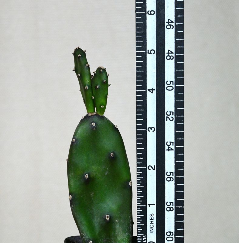 Opuntia canterae elata with ruler for size reference