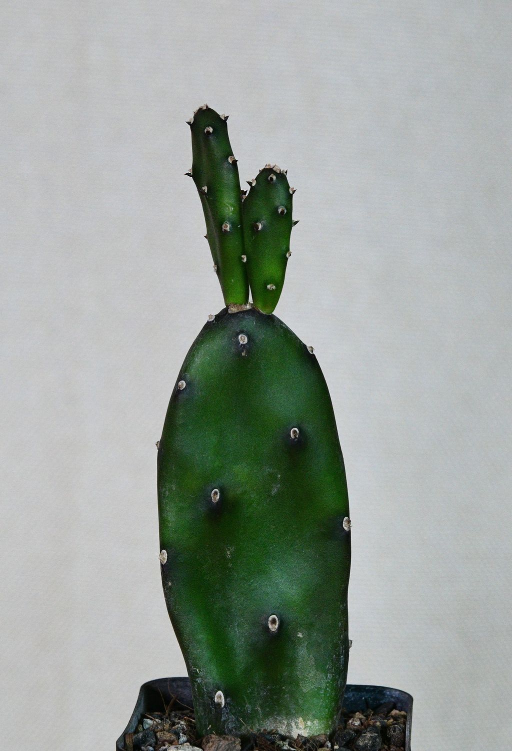 Opuntia canterae elata full plant view