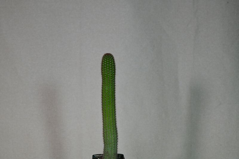 Hildewintera hybrid Sweet Temptation young plant tall columnar form