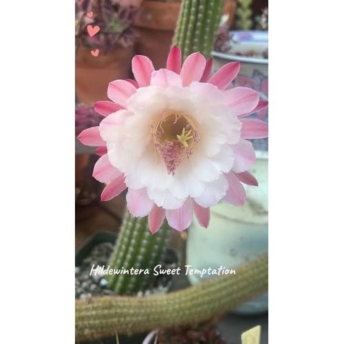 Hildewintera hybrid Sweet Temptation