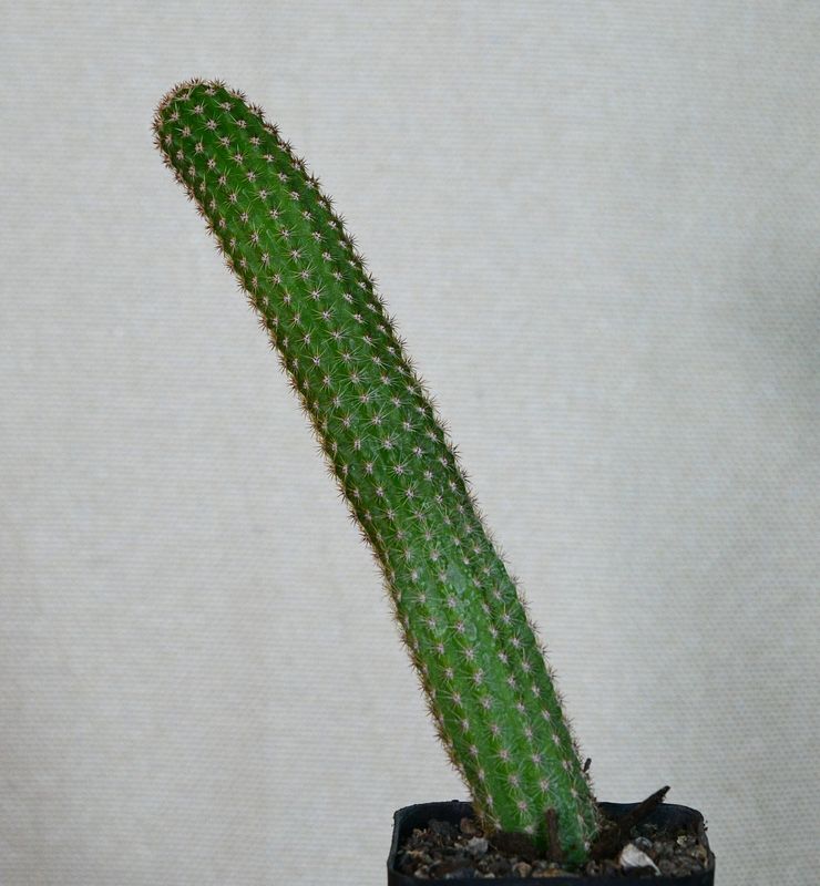 Hildewintera hybrid Ebernburg potted specimen