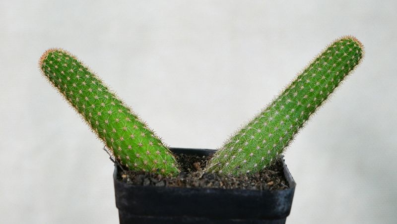 Hildewintera hybrid Ebernburg