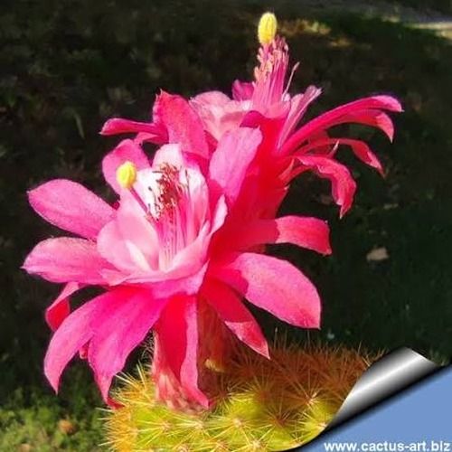 Hildewintera Hybrid Cv. Weixdorf