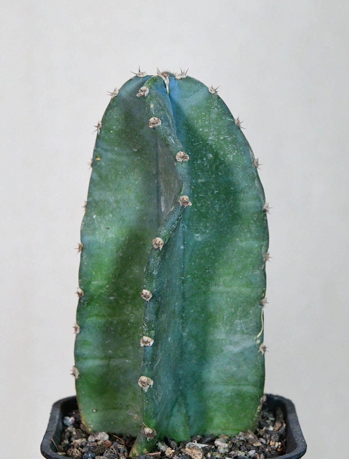 Trichocerous pachnoi full plant view in pot