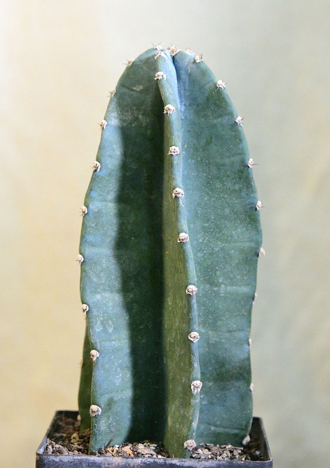 Trichocerous pachnoi in pot, full plant view