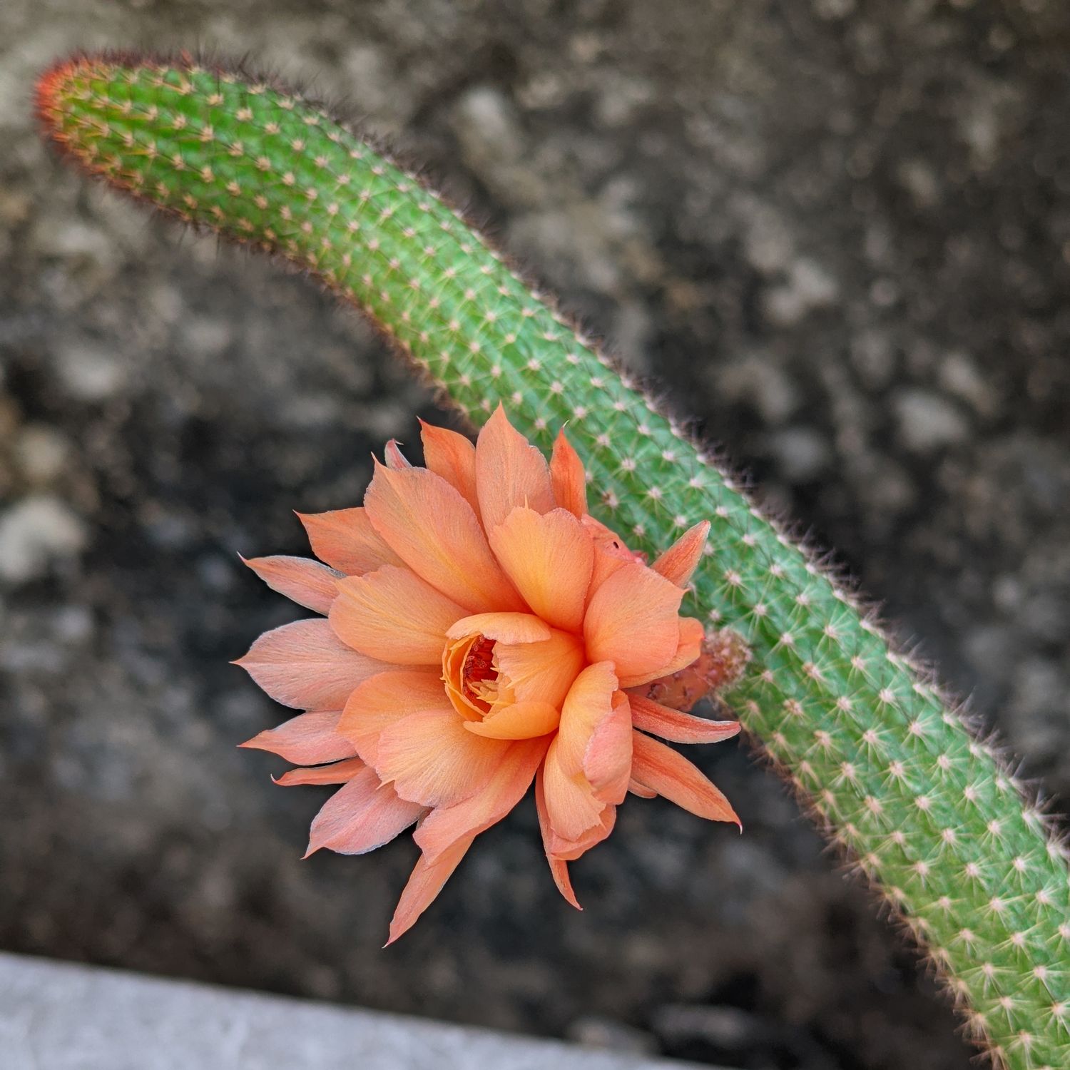 Hildewintera Humkes röschen in bloom with coral-orange flowers
