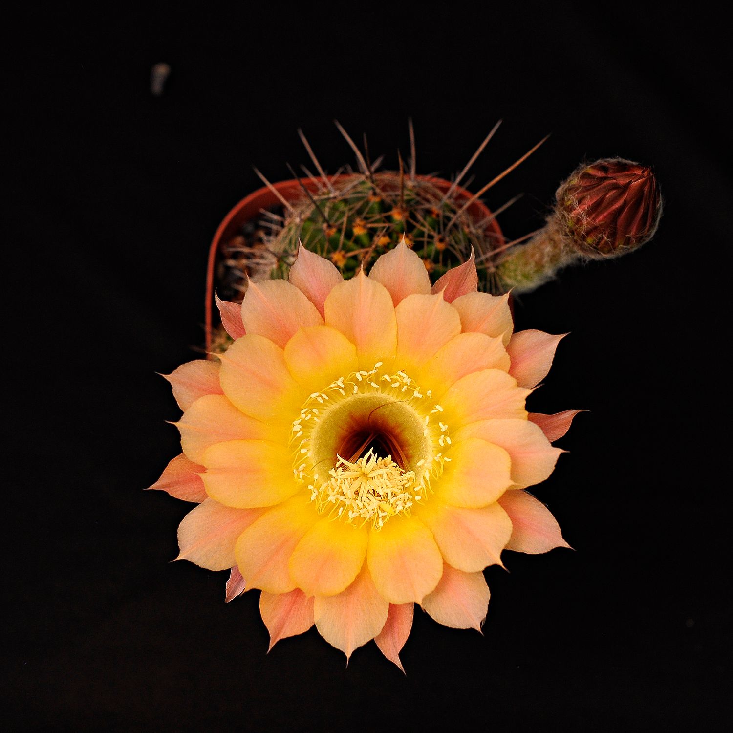 Echinopsis hybrid Napoleon in full bloom with orange flower