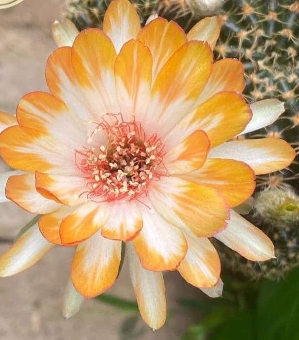 Lobivia hybrid Helios in bloom with orange and white striped flowers