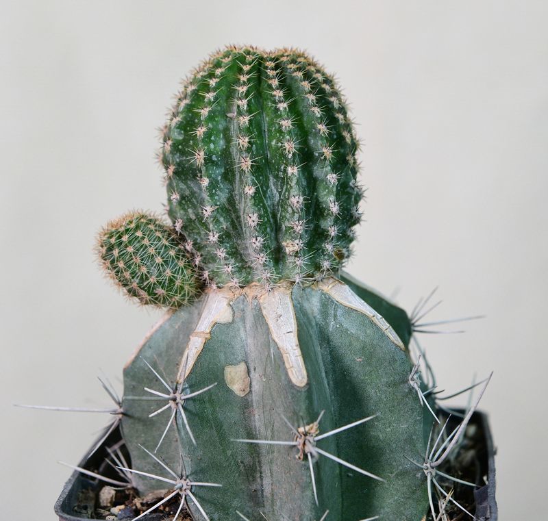 Echinopsis Hybrid Angel rear angle view with offset pup