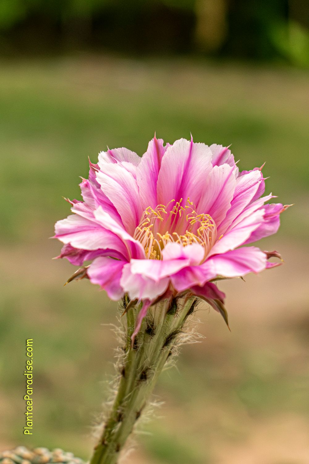 Echinopsis Hybrid Angel in bloom with pink flowers