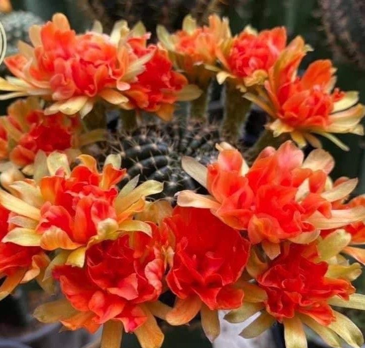 Lobivia hybrid Pyrlig in bloom with red flowers