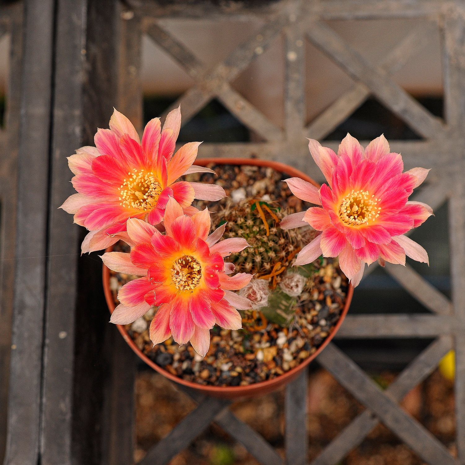 Lobivia hybrid N23 in bloom with bright pink flowers