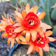 Hildewintera hybrid KOEKUIT in bloom with red-orange flowers