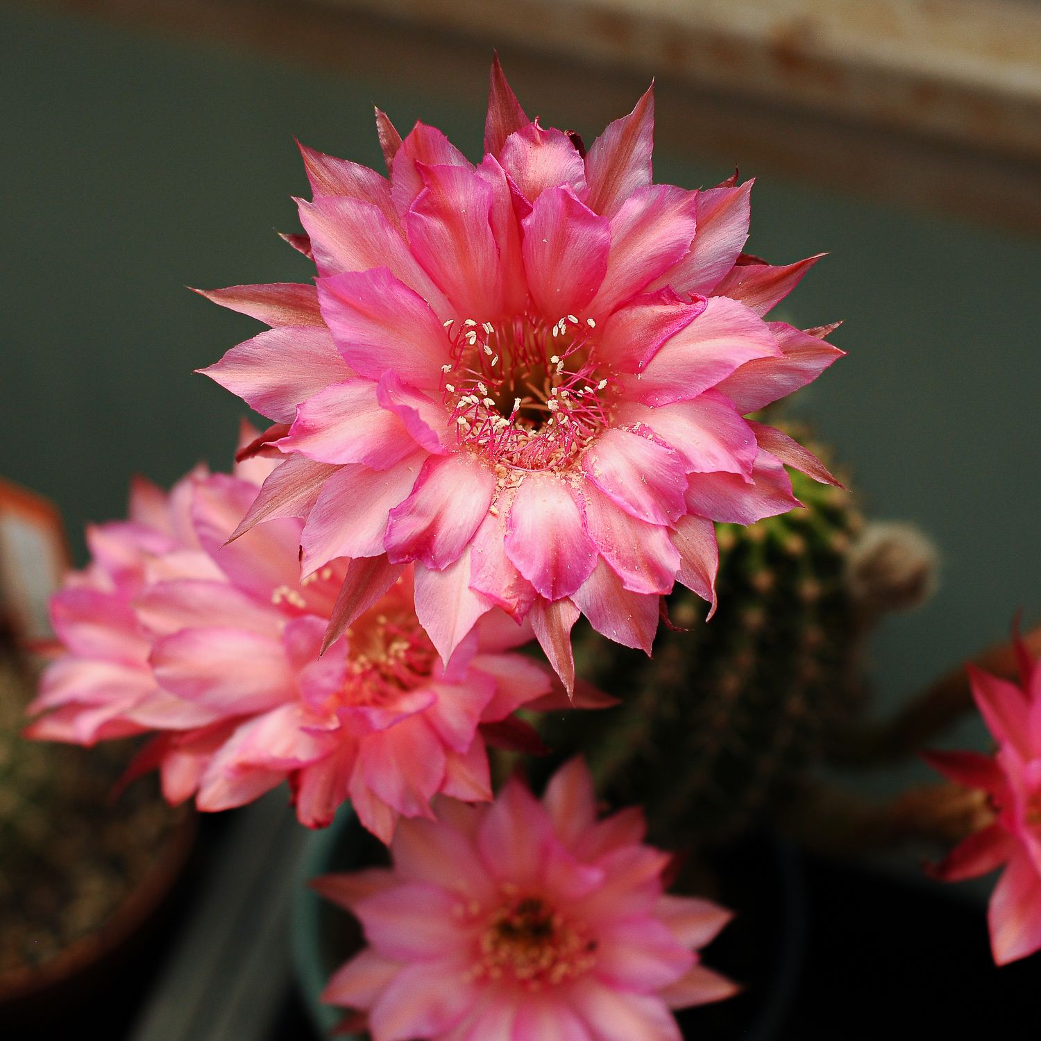 Echinopsis hybrid Elysia in bloom with bright pink flowers
