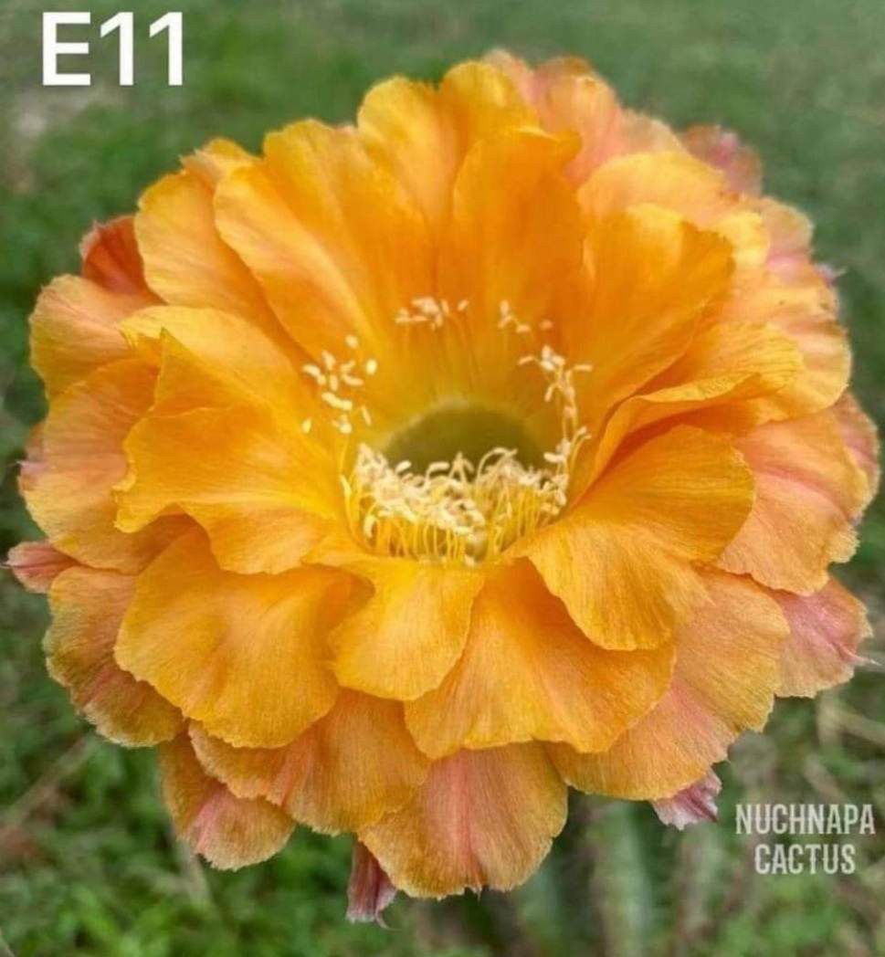 Lobivia hybrid E11 in bloom with yellow and orange flowers