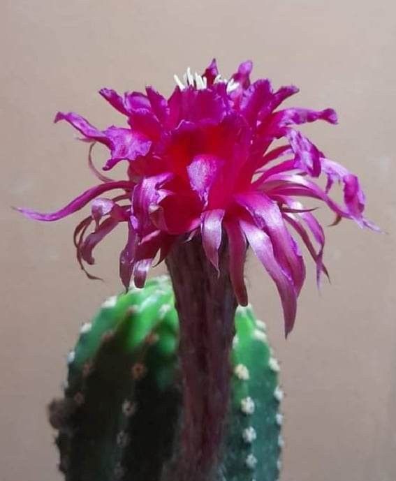 Trichocerous hybrid Papagino in bloom with vibrant magenta flowers