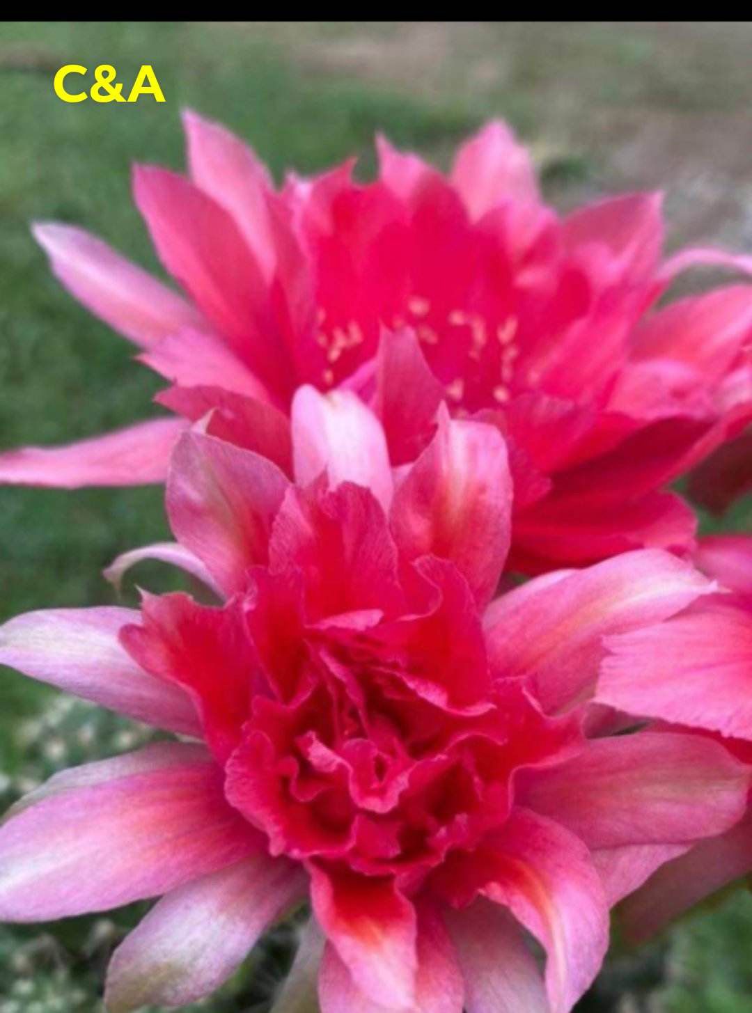 Lobivia hybrid C &amp; A in bloom with red flowers