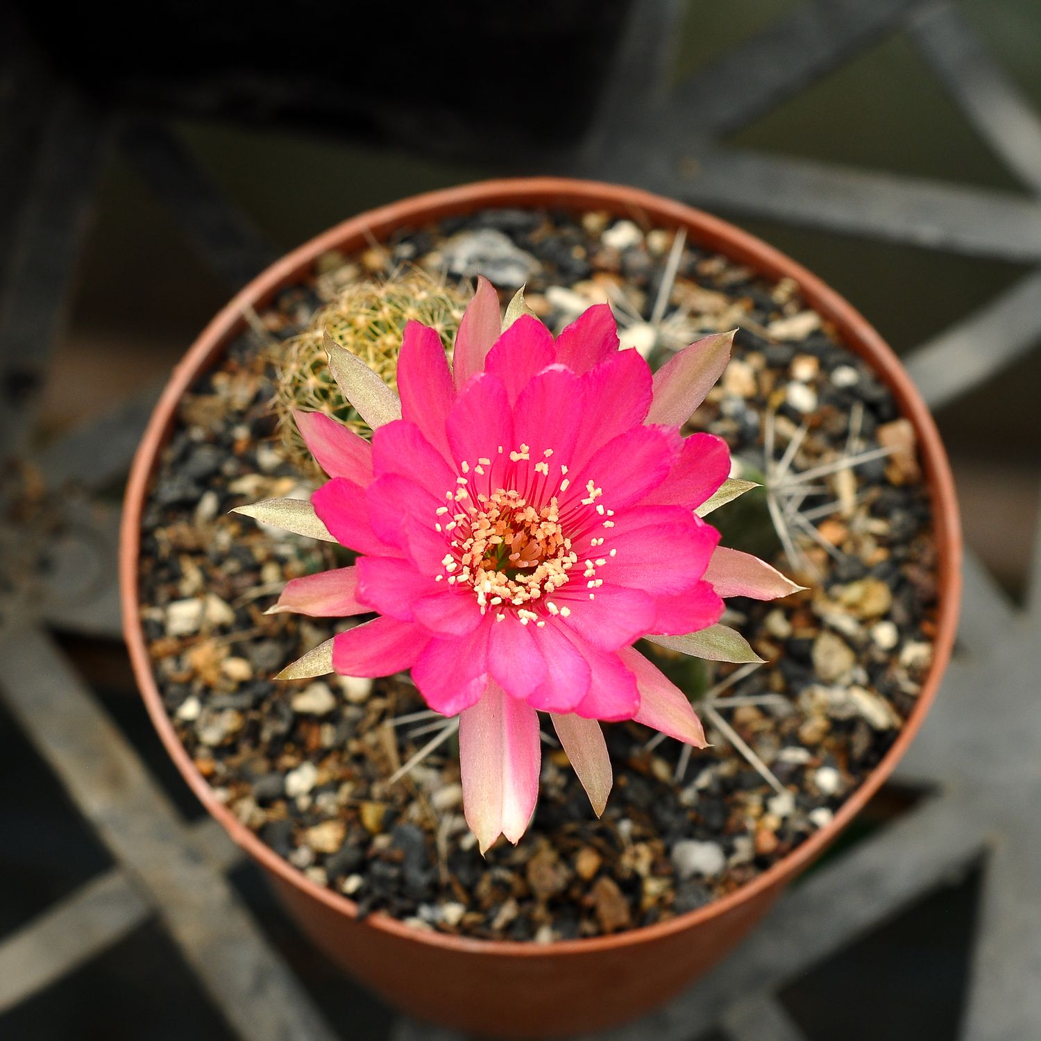 Lobivia hybrid PCL25 in bloom with bright pink flowers