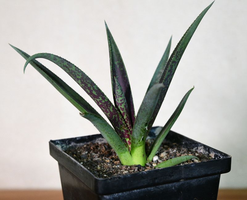 Mangave Red Wing young rosette in black nursery pot