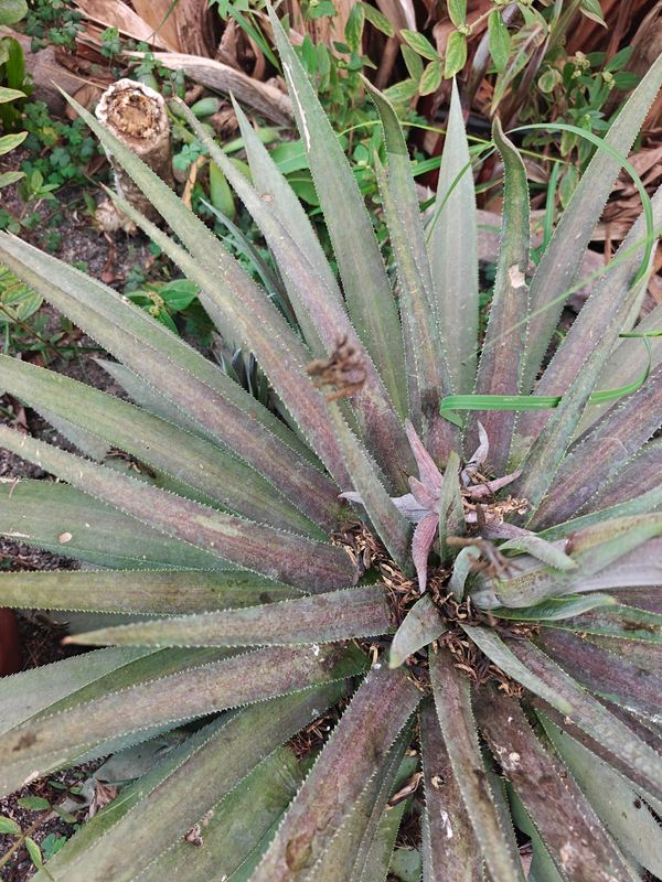 Mangave Red Wing Mangave Red Wing top-down view showing rosette formation