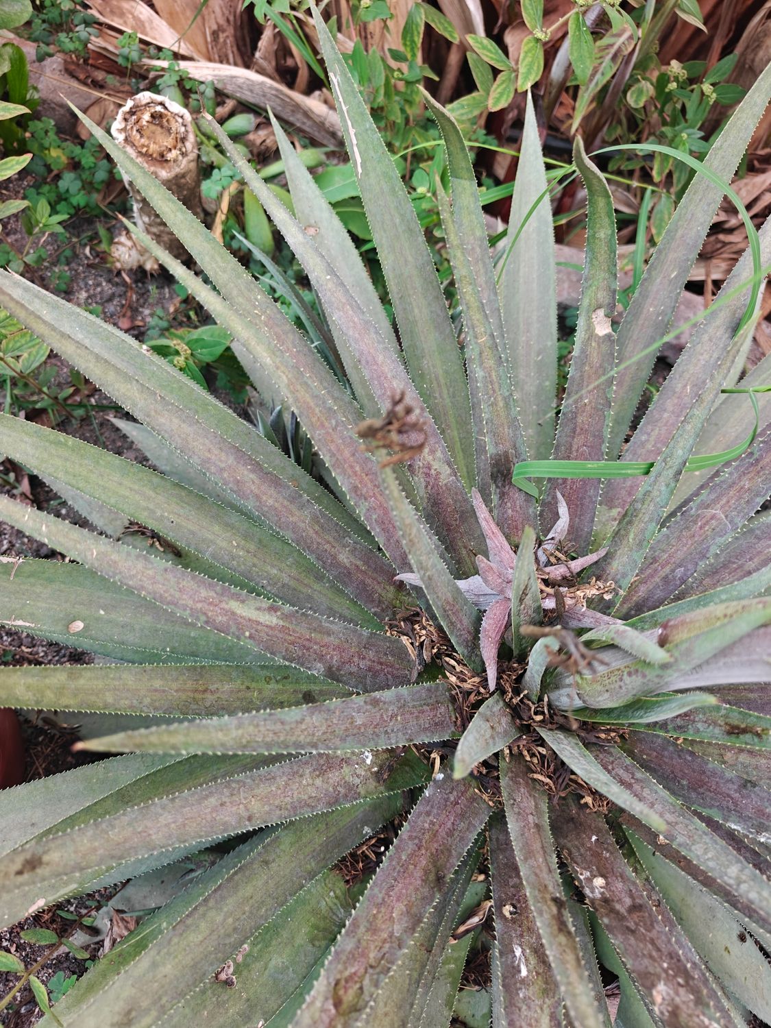 Mangave Red Wing top-down view showing rosette formation